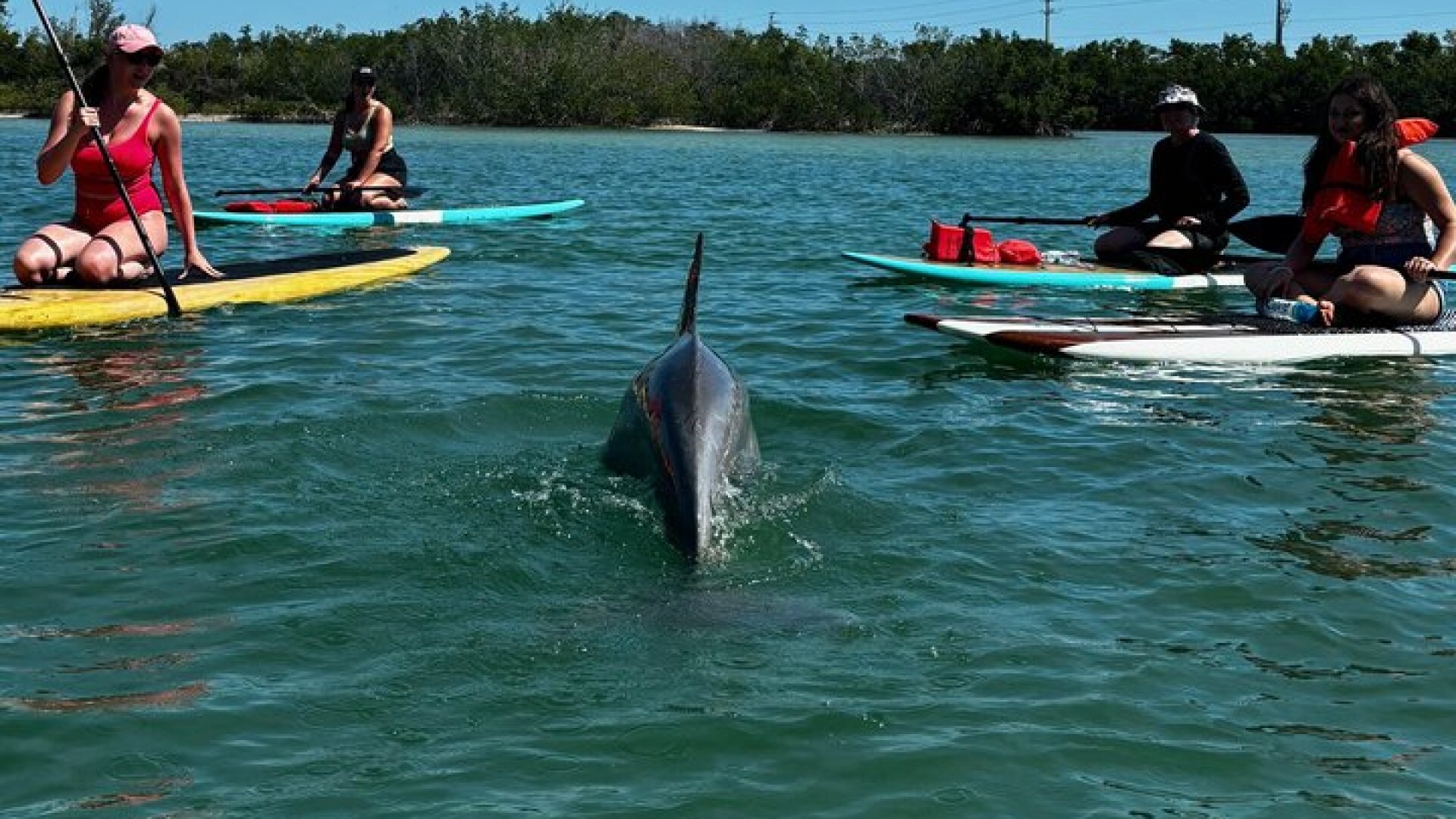 Dolphin and Manatee Stand Up Paddleboard Tour in Daytona Beach