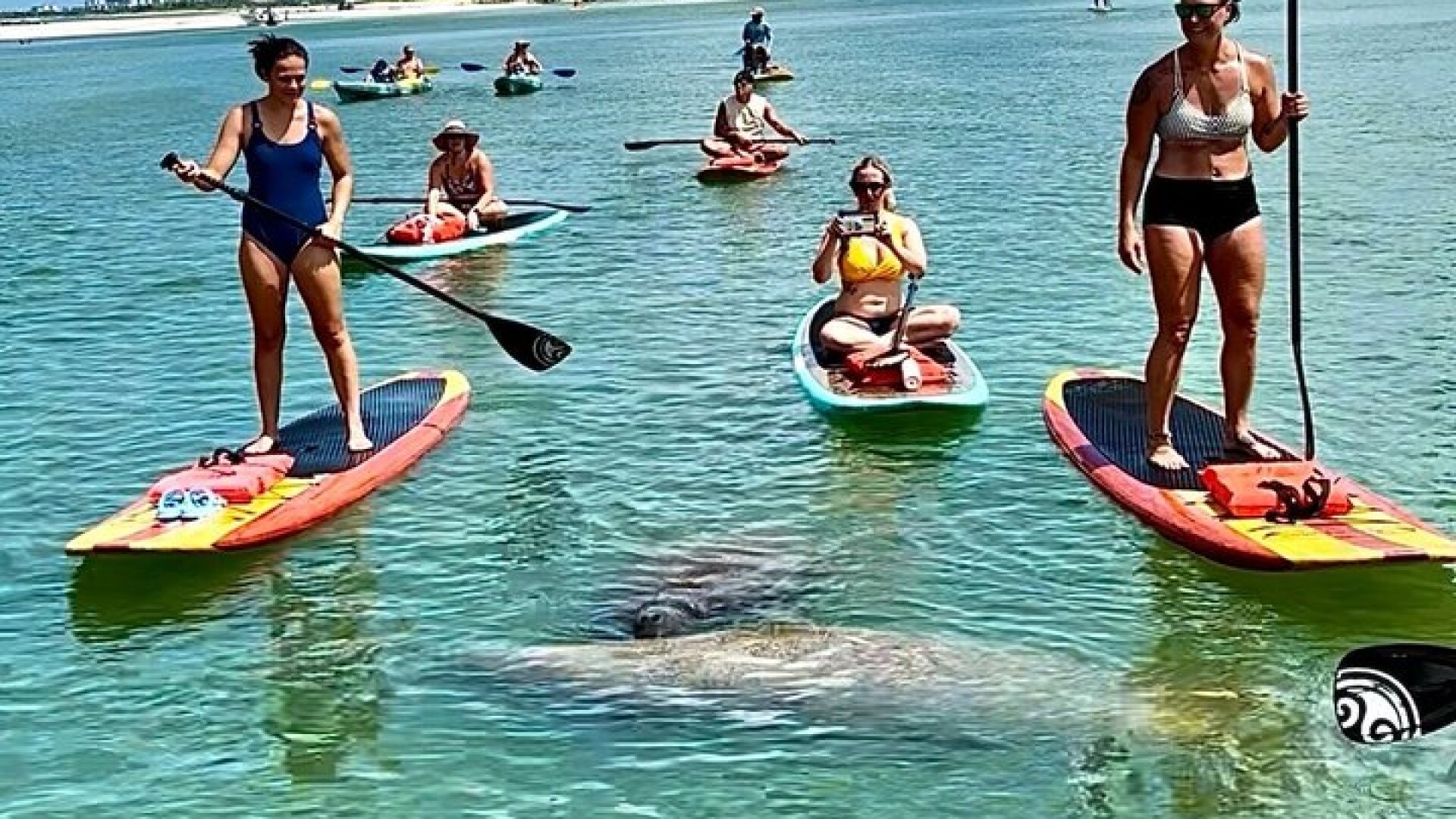 Dolphin and Manatee Kayak Tour of Daytona Beach