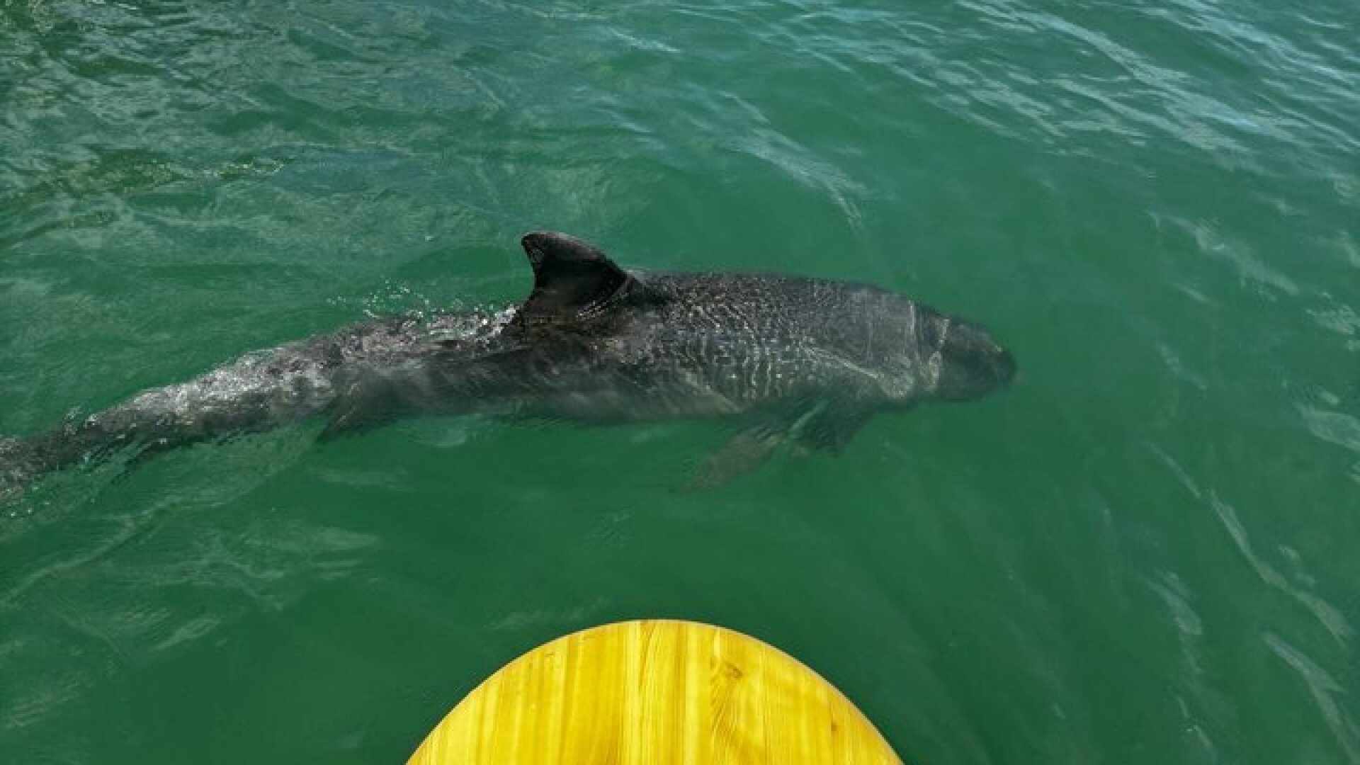 Dolphin and Manatee Kayak Tour of Daytona Beach