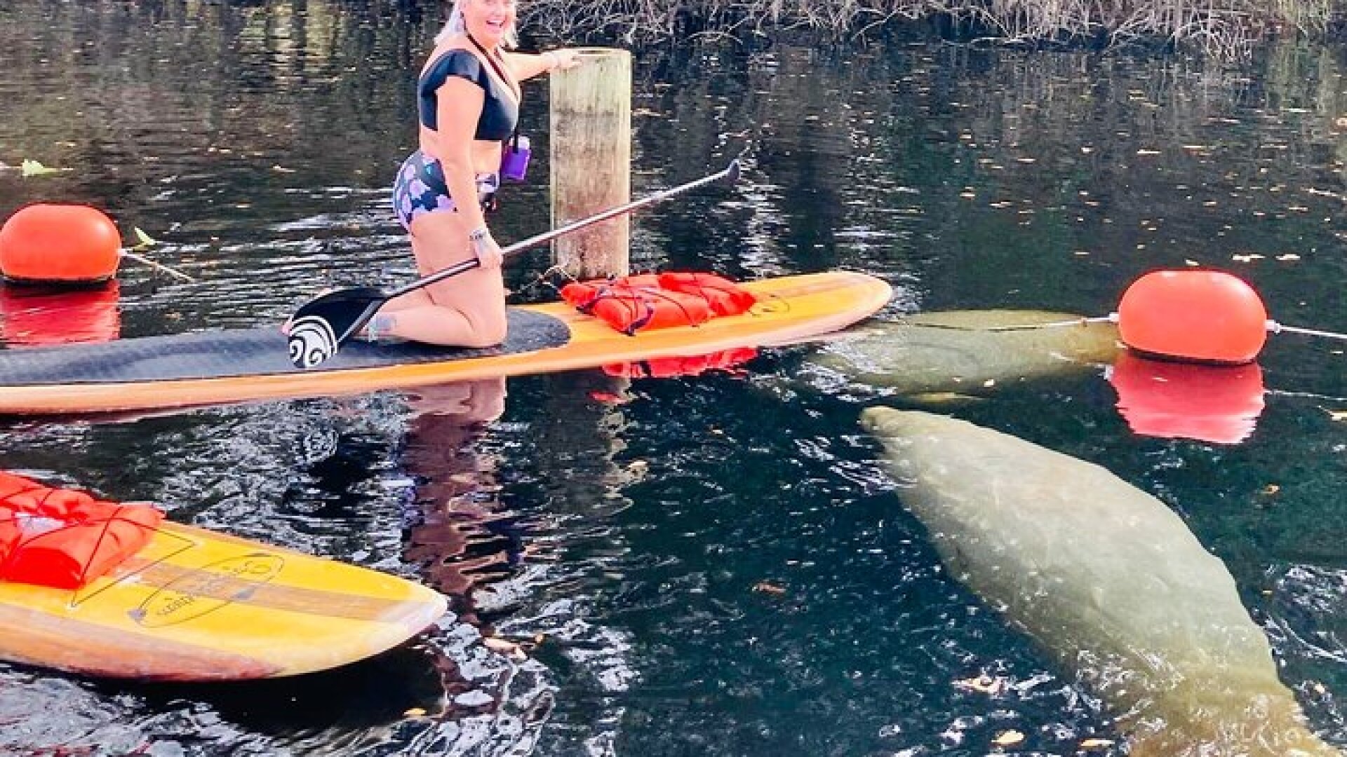 Orlando Manatee and Natural Spring Adventure Tour at Blue Springs