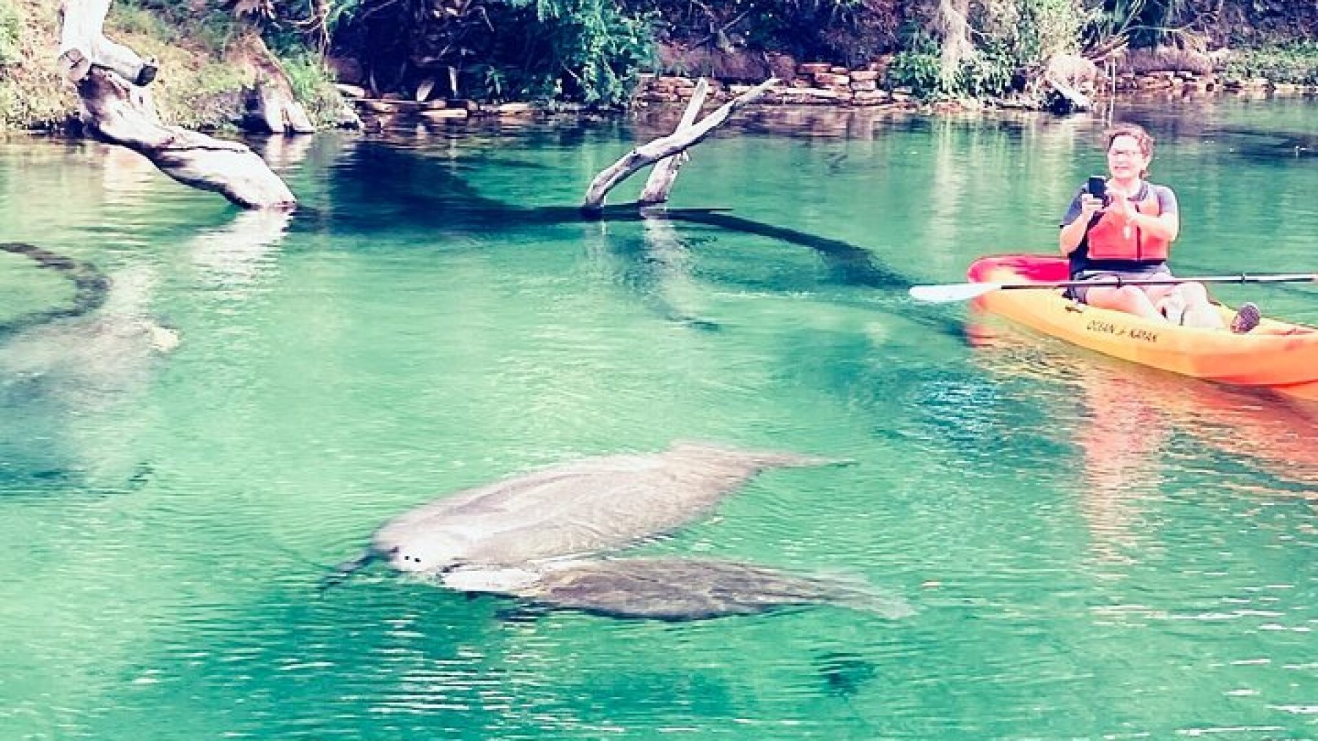 Orlando Manatee and Natural Spring Adventure Tour at Blue Springs