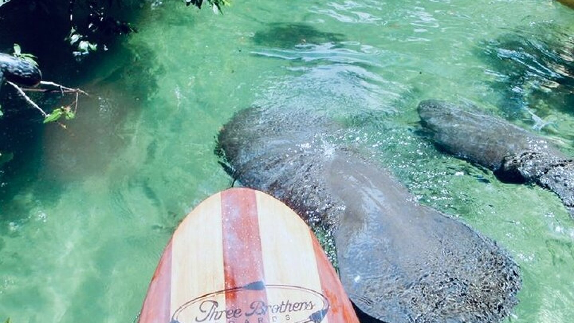 Orlando Manatee and Natural Spring Adventure Tour at Blue Springs