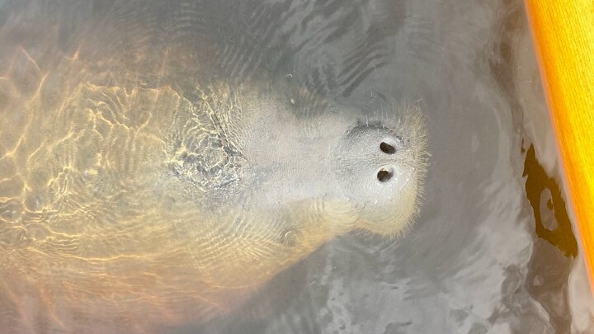 New Smyrna Dolphin and Manatee Kayak and SUP Adventure Tour