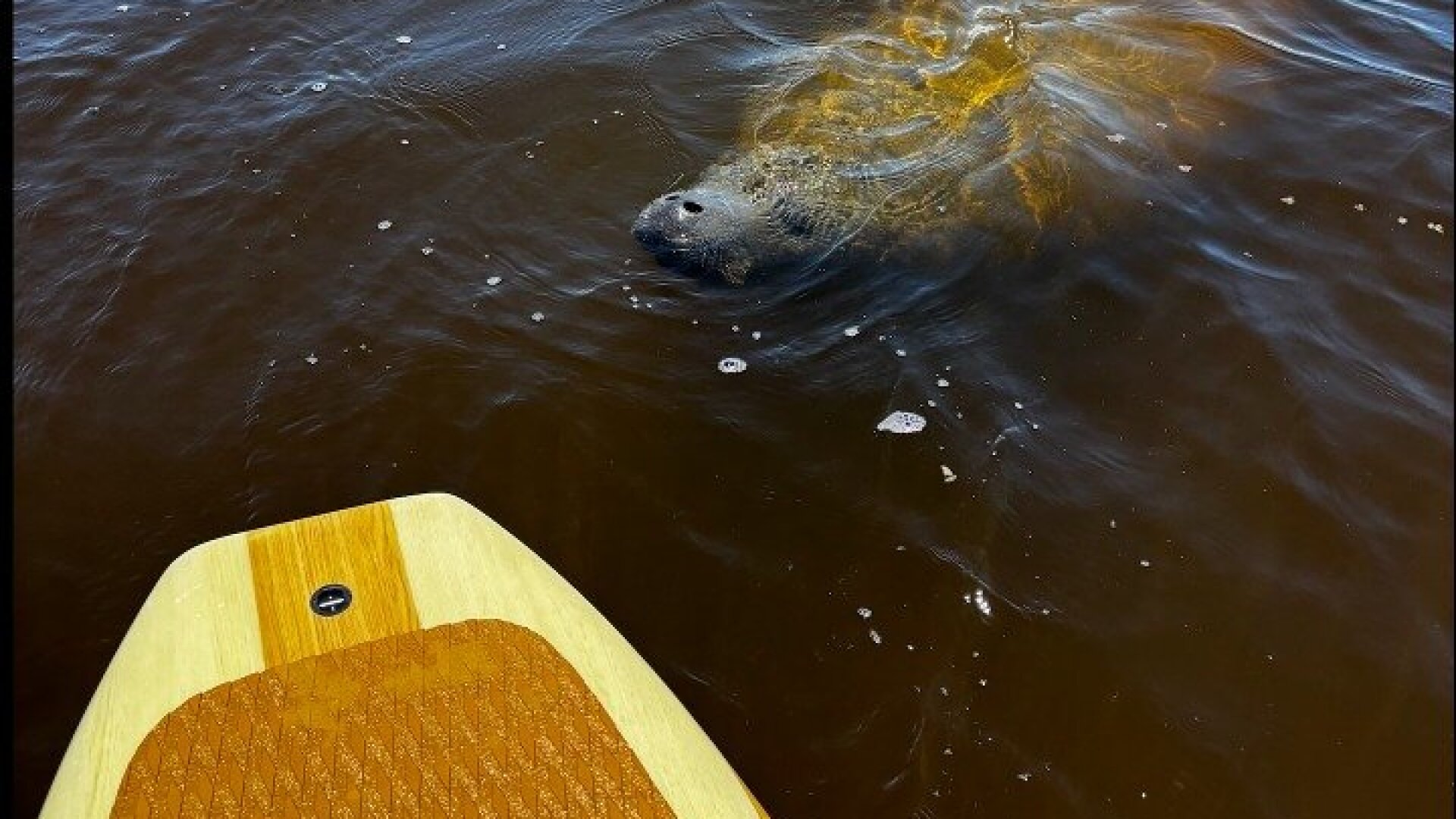 New Smyrna Dolphin and Manatee Kayak and SUP Adventure Tour