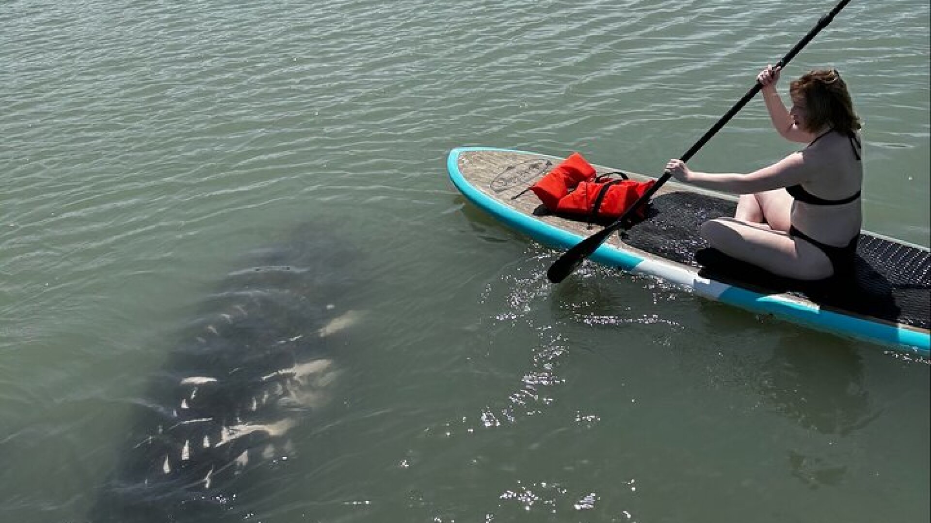New Smyrna Dolphin and Manatee Kayak and SUP Adventure Tour