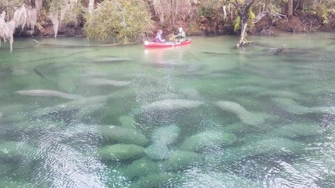 Orlando Manatee Encounters