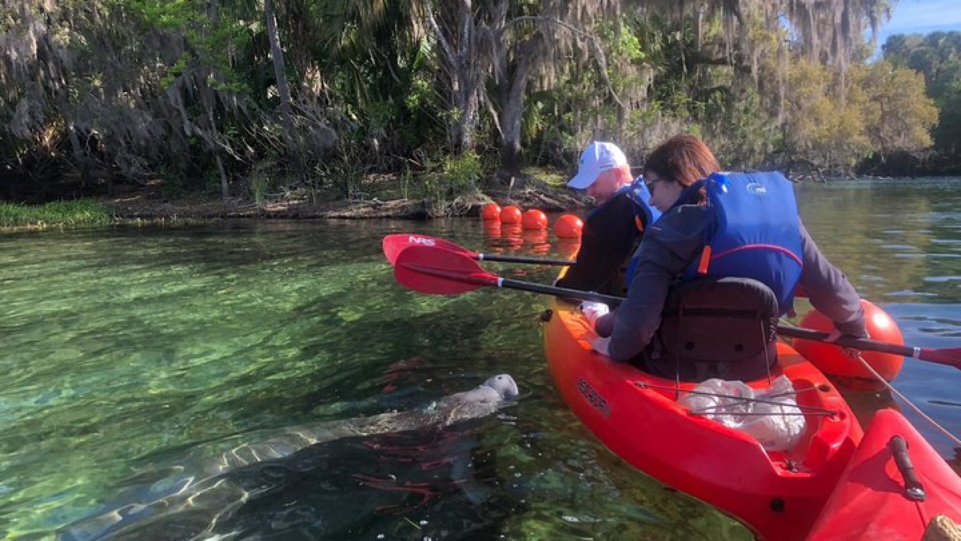 Orlando Manatee Encounters