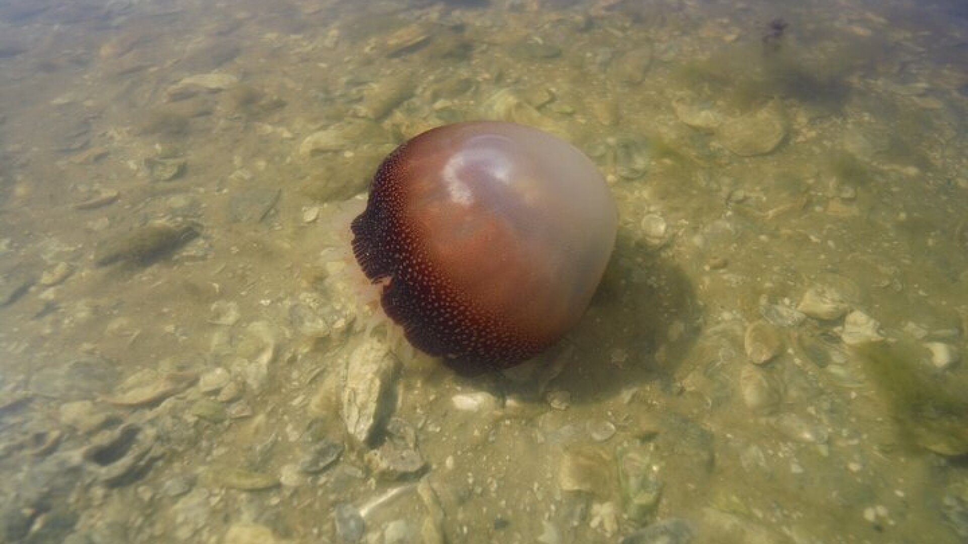 2-Hour Glass Bottom Guided Eco Tour in Flagler County-Small-group