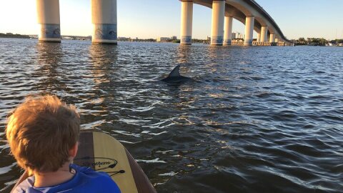 Paddle Board Rental