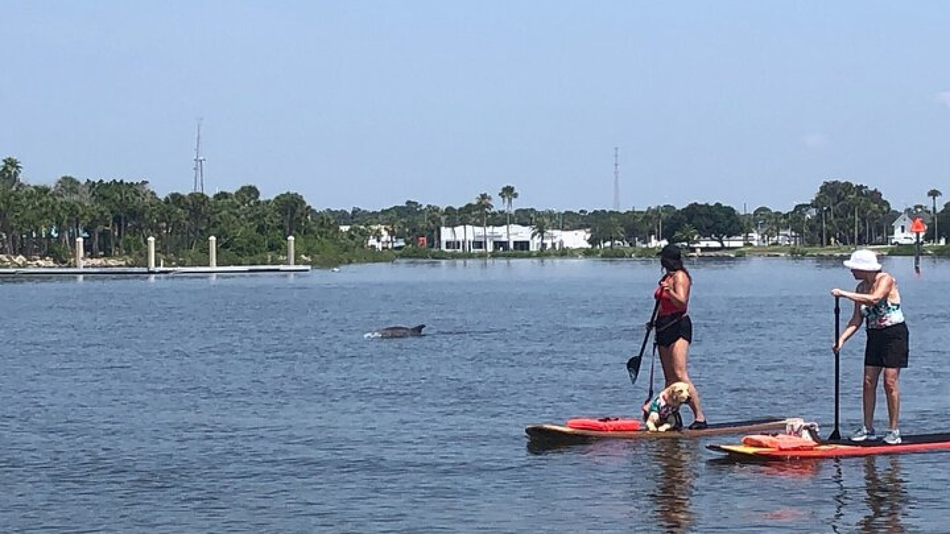 Paddle Board Rental