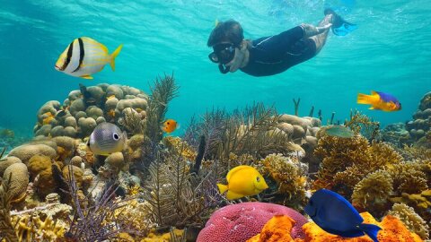 Key West Reef Morning Snorkeling with Breakfast and Mimosas 