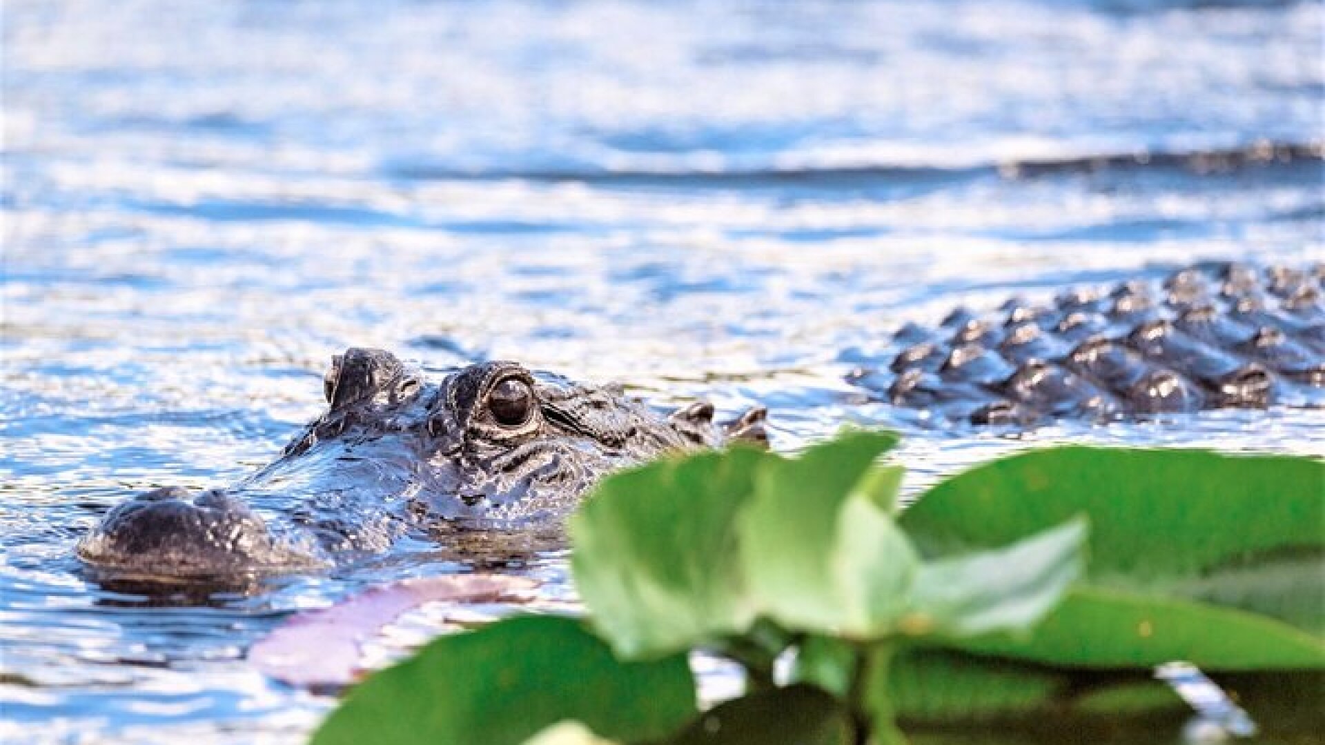 Everglades Holiday Park Airboat Tours & Rides