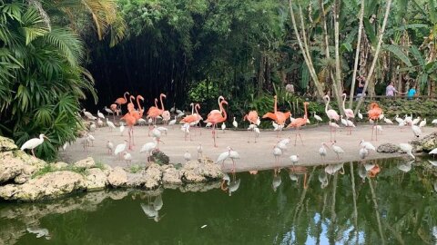Skip the Line: Flamingo Gardens Admission Ticket in Fort Lauderdale