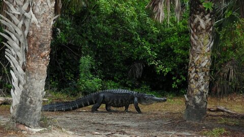 Everglades Day Safari from Ft Lauderdale
