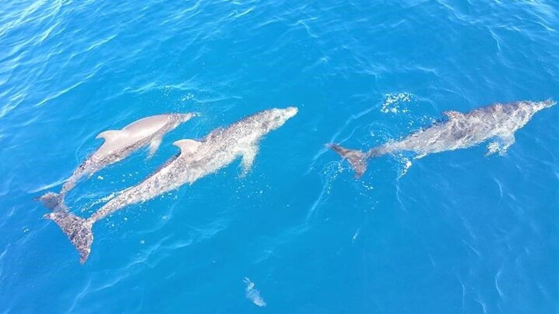 4-Hour Fort Lauderdale Sailing Charter