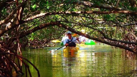 Fort Lauderdale’s Tropical Kayak Tour and Island Adventure