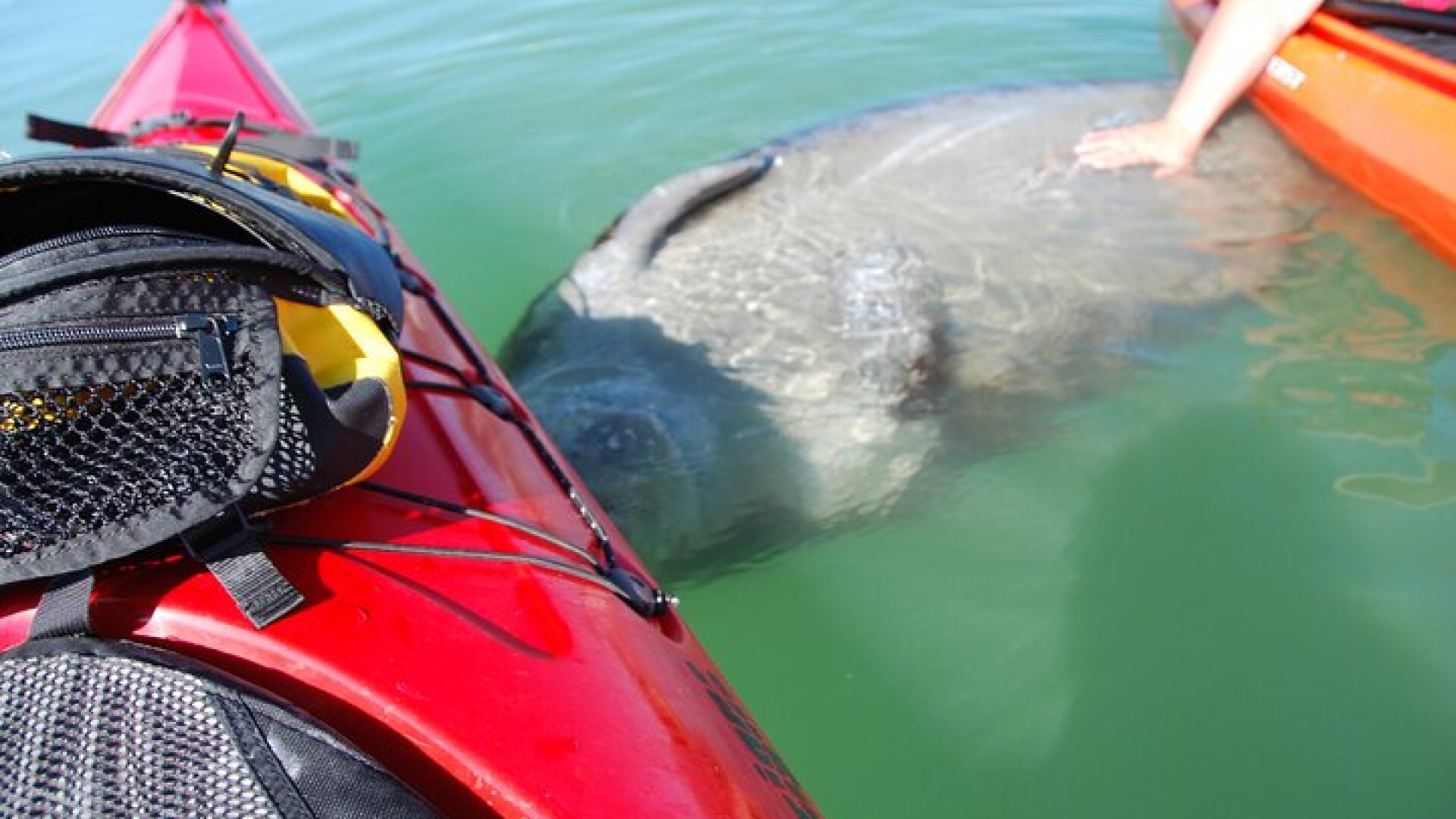 Fort Lauderdale’s Tropical Kayak Tour and Island Adventure