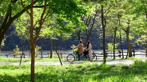 Trip to Nami Island with Petite France & Italian Village, Garden of Morning Calm