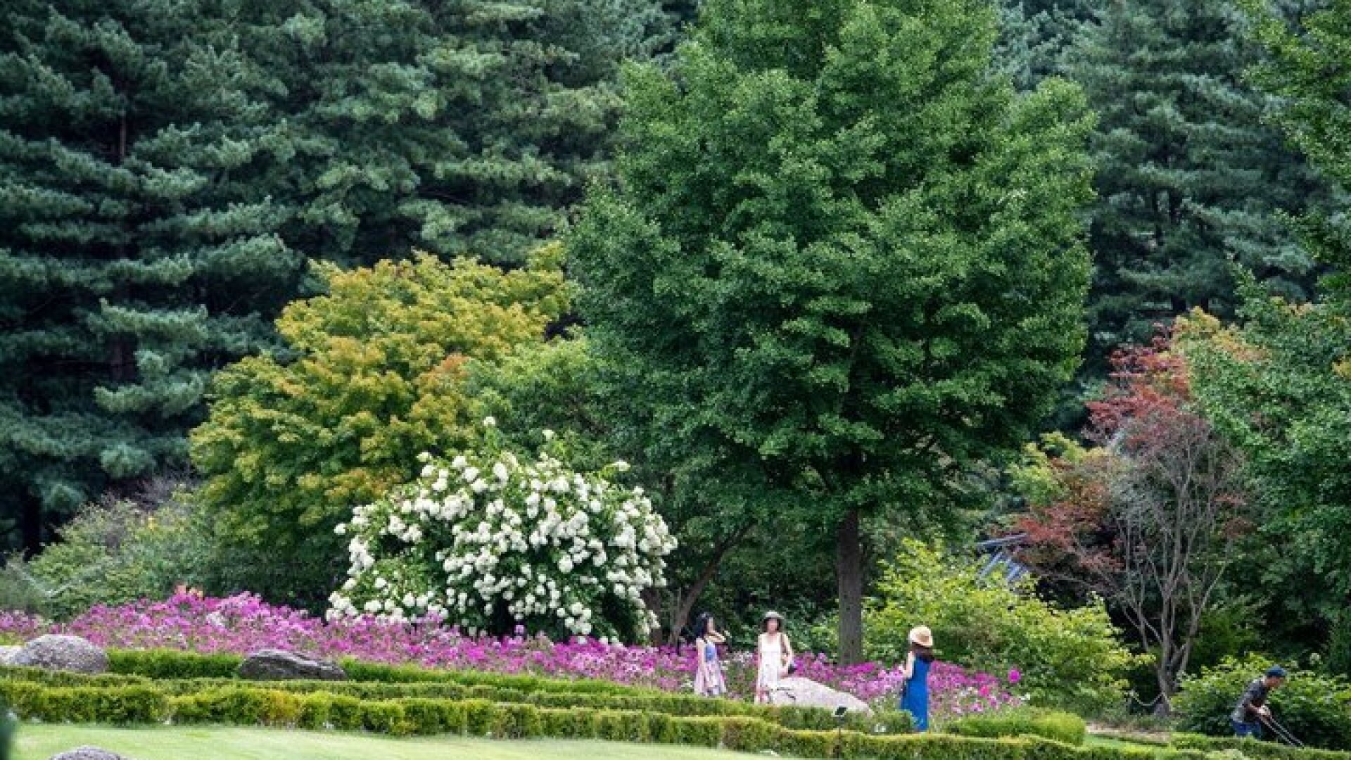 Trip to Nami Island with Petite France & Italian Village, Garden of Morning Calm