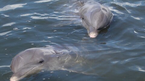 Dolphin Tour in St. Pete Beach