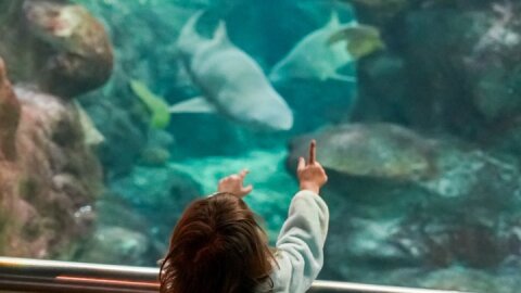 The Florida Aquarium in Tampa General Admission