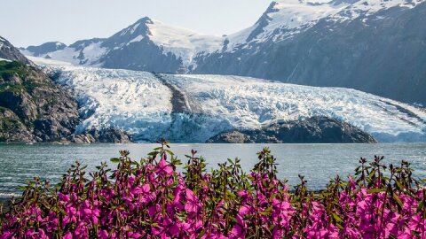 Seward to Anchorage- Post Cruise Curated Wildlife Tour +Transfer