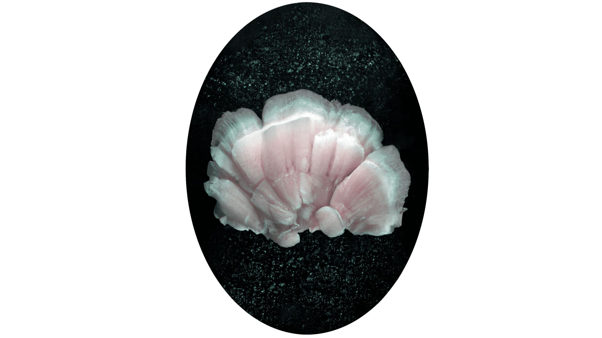 Panel Talk: The Machine’s Eye in Human Hands