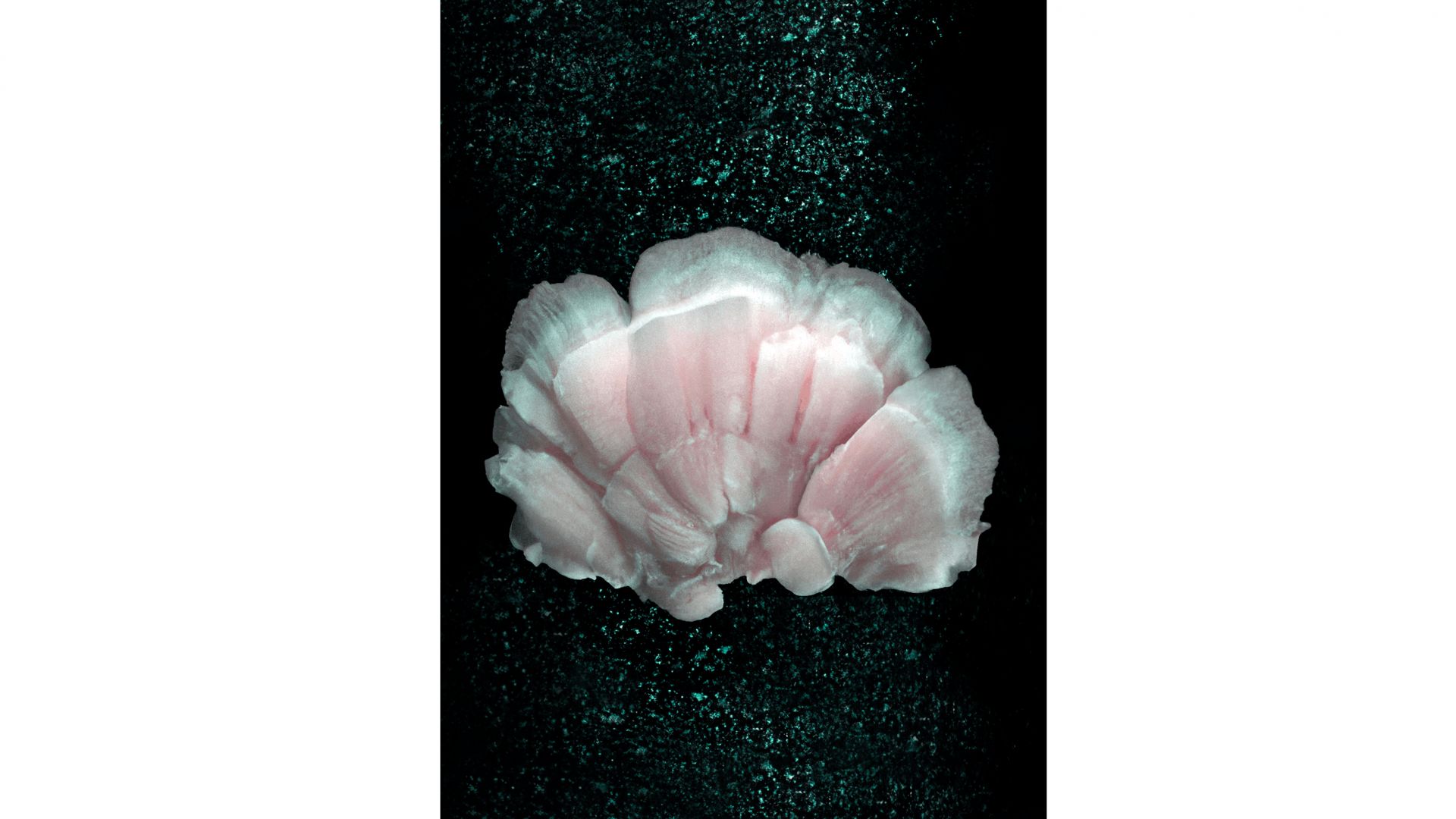 Panel Talk: The Machine’s Eye in Human Hands