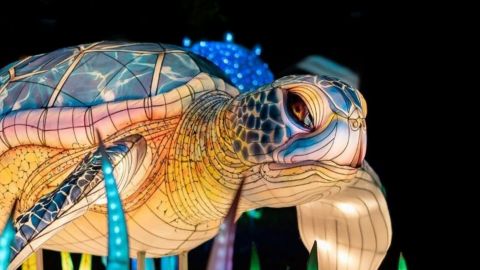 Admission: SeaLight Festival