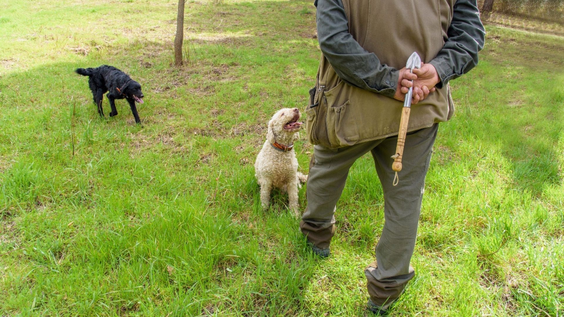 Tuscany Truffle Hunt: A Culinary Adventure