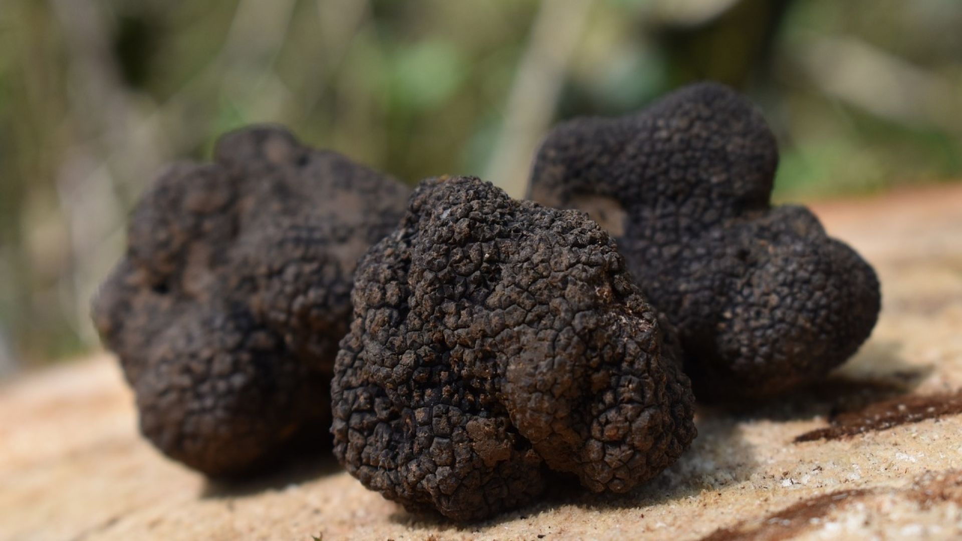 Tuscany Truffle Hunt: A Culinary Adventure