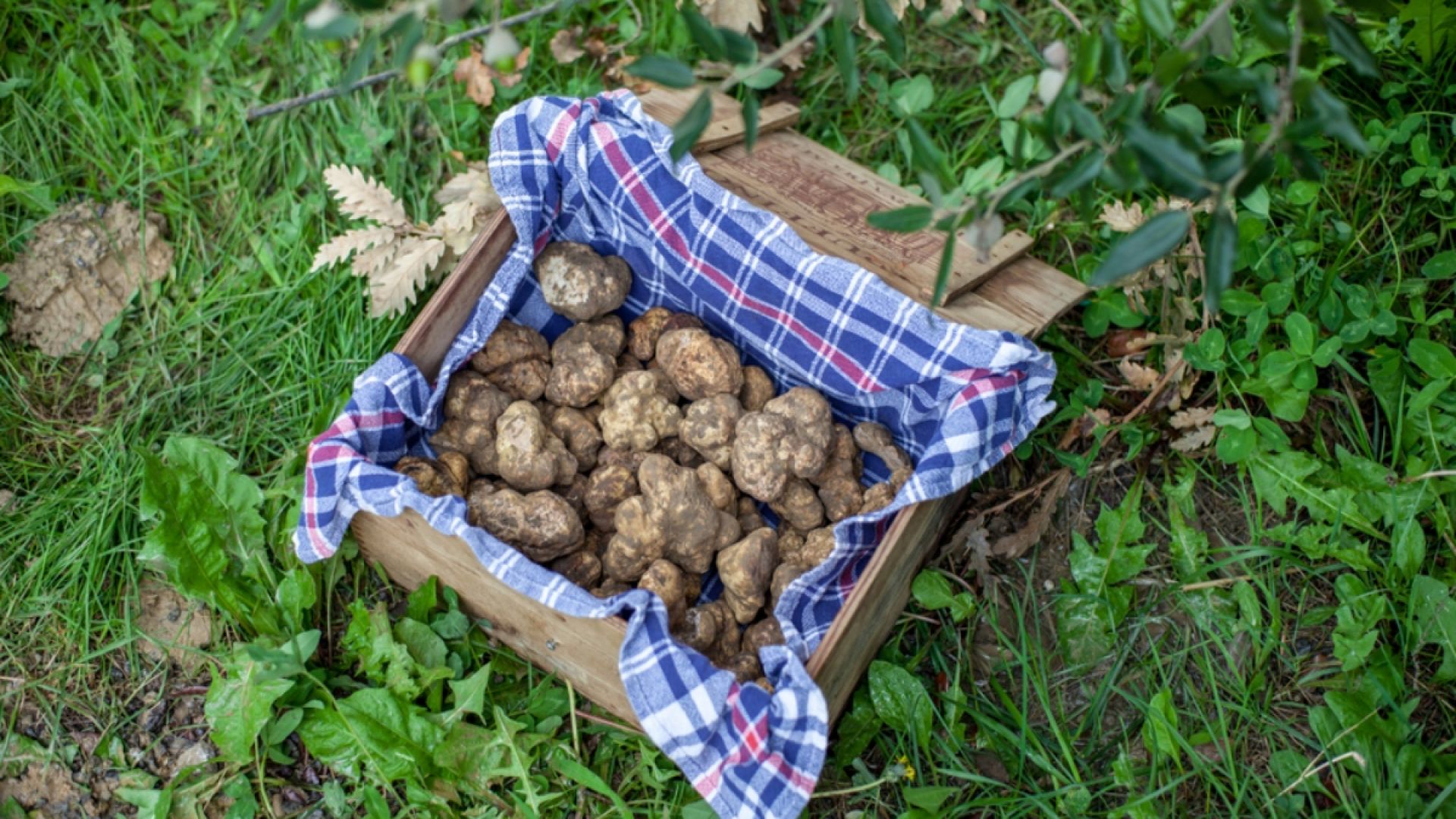 Tuscany Truffle Hunt: A Culinary Adventure