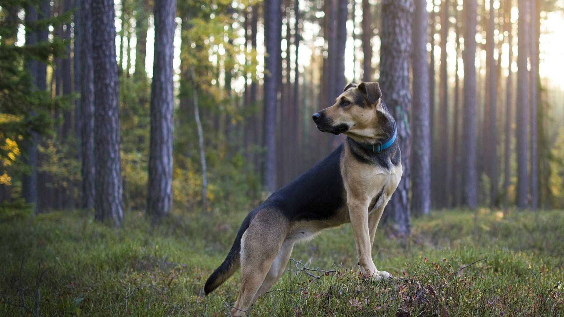 Tuscany Truffle Hunt: A Culinary Adventure