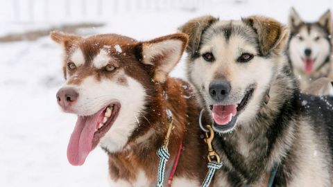 Winter Dog Sledding Tour