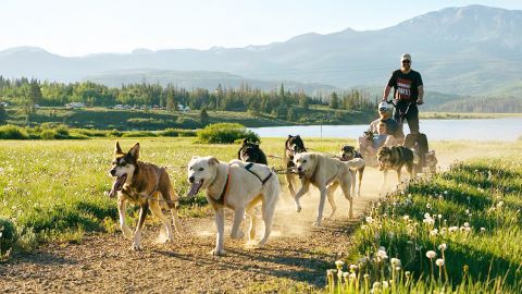Summer Dog Cart Tour