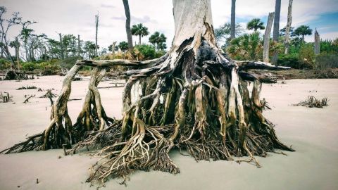 Daufuskie Island Beach Combing