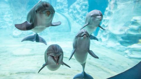 Anytime Admission to the Georgia Aquarium