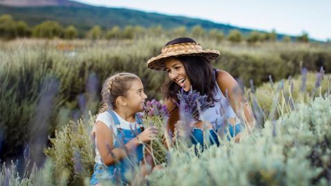 General Admission to Ali'i Kula Lavender Farm
