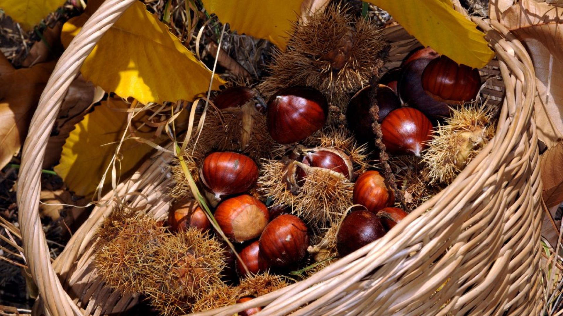 Exclusive: Tra castagni secolari e dolci tradizioni