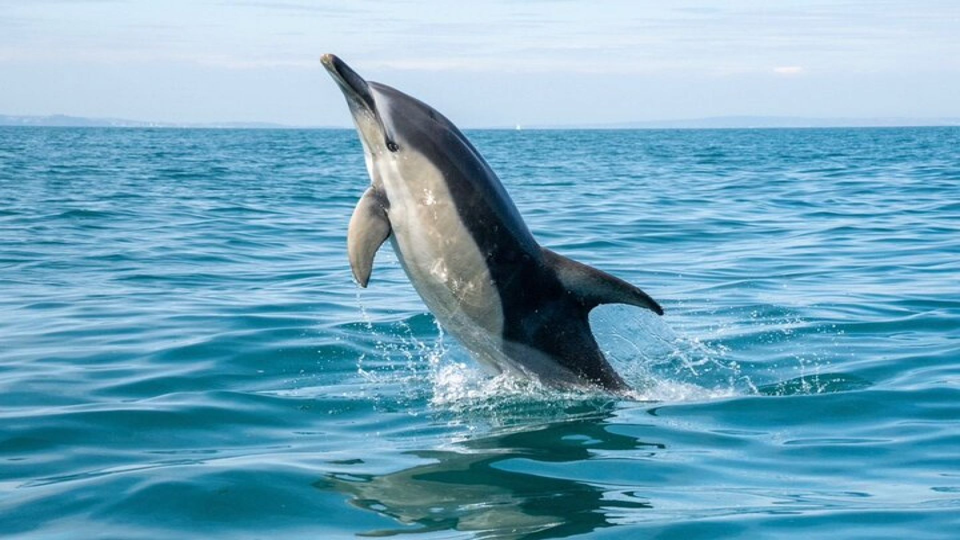Private Coastal Boat Tour in Torquay