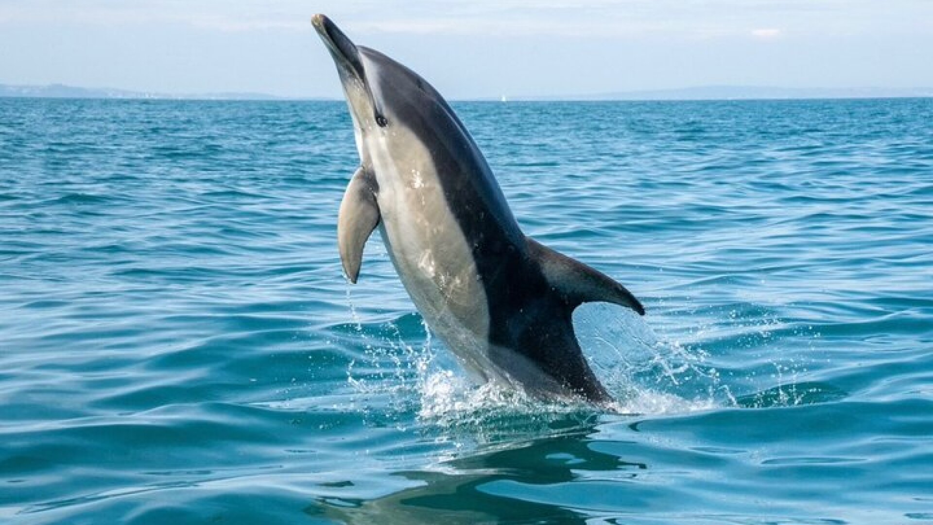 Private Coastal Boat Tour in Torquay