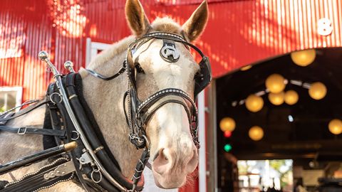 Historic Charleston Carriage Tour