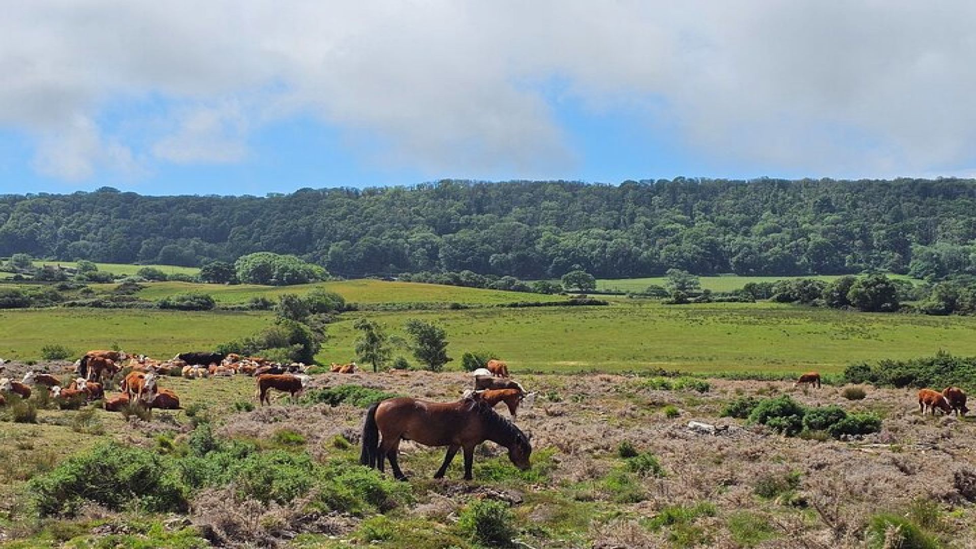 E-Bike excursion to Harrys Rock or Corfé Castle