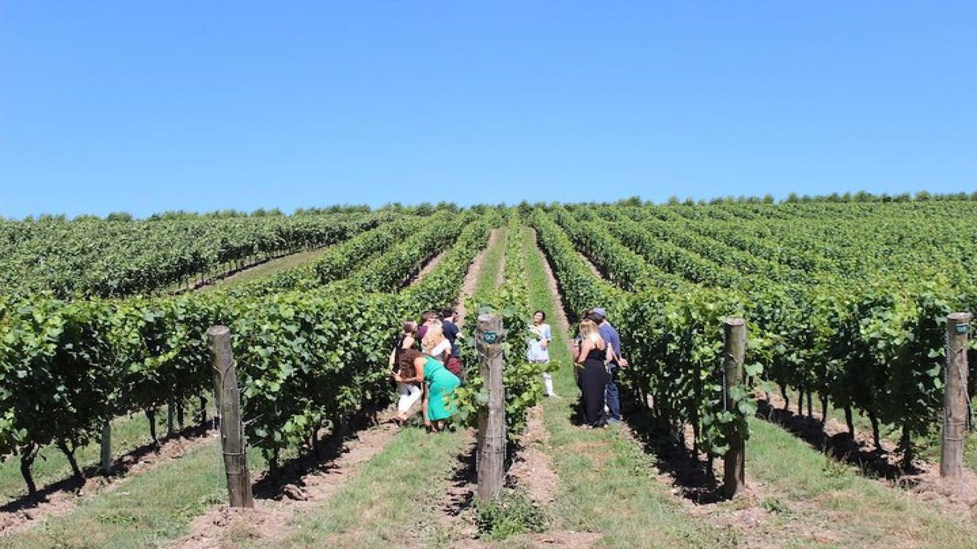 Sussex Vineyard & Winery Bus Tour on Iconic Vintage London Bus
