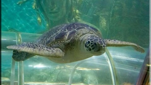 SEA LIFE Great Yarmouth General Admission