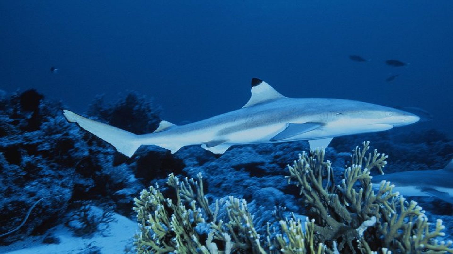 SEA LIFE Great Yarmouth General Admission