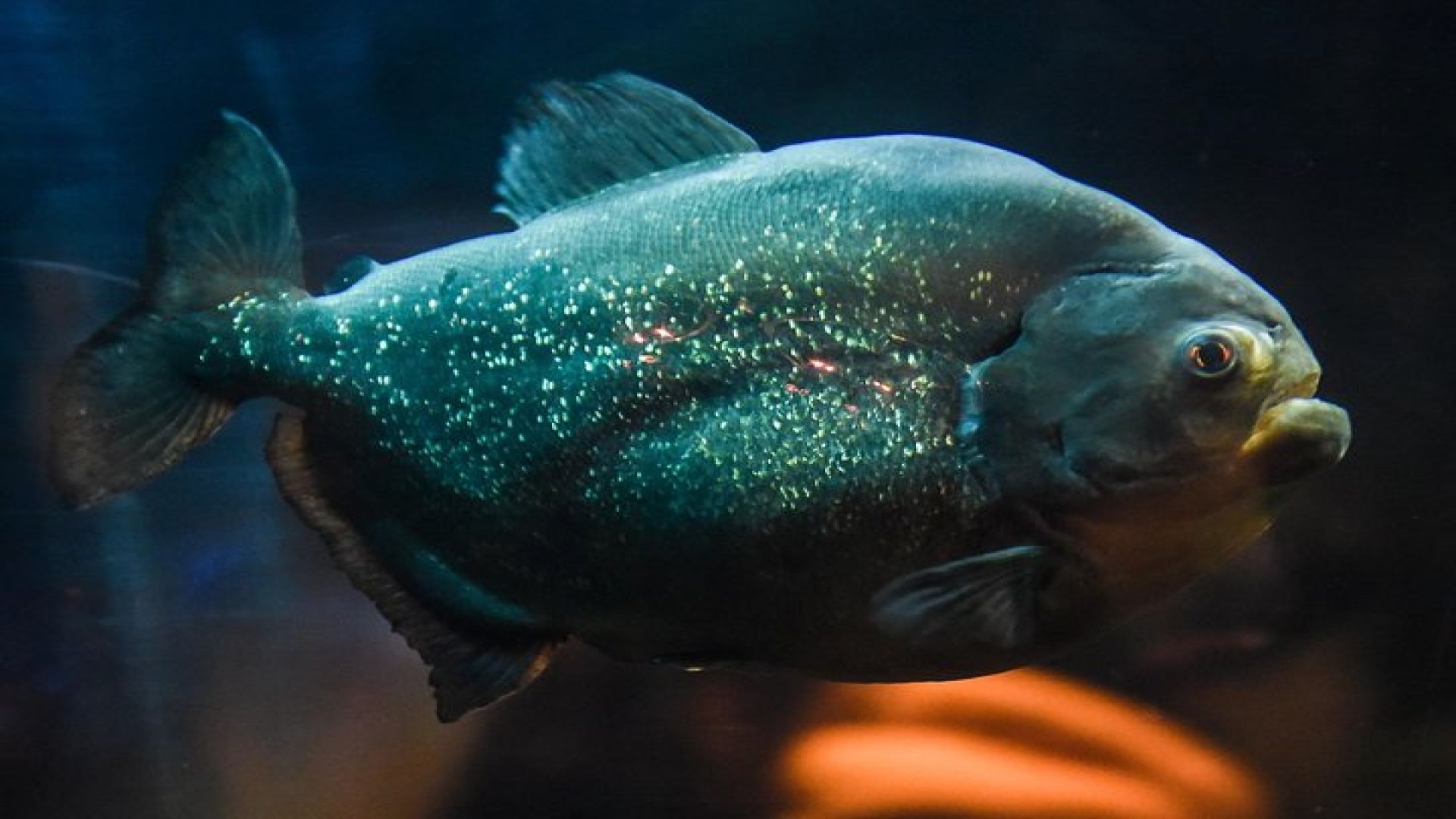 SEA LIFE Brighton Admission Ticket