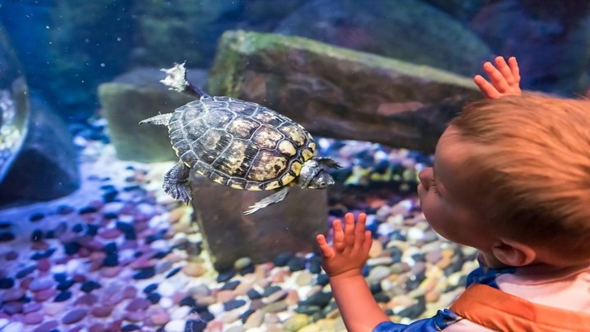 SEA LIFE Brighton Admission Ticket