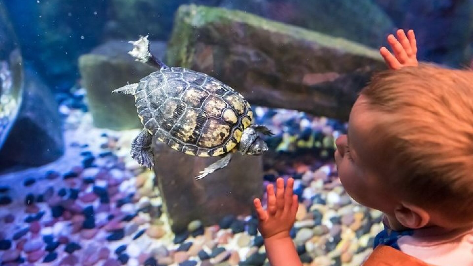 SEA LIFE Brighton Admission Ticket