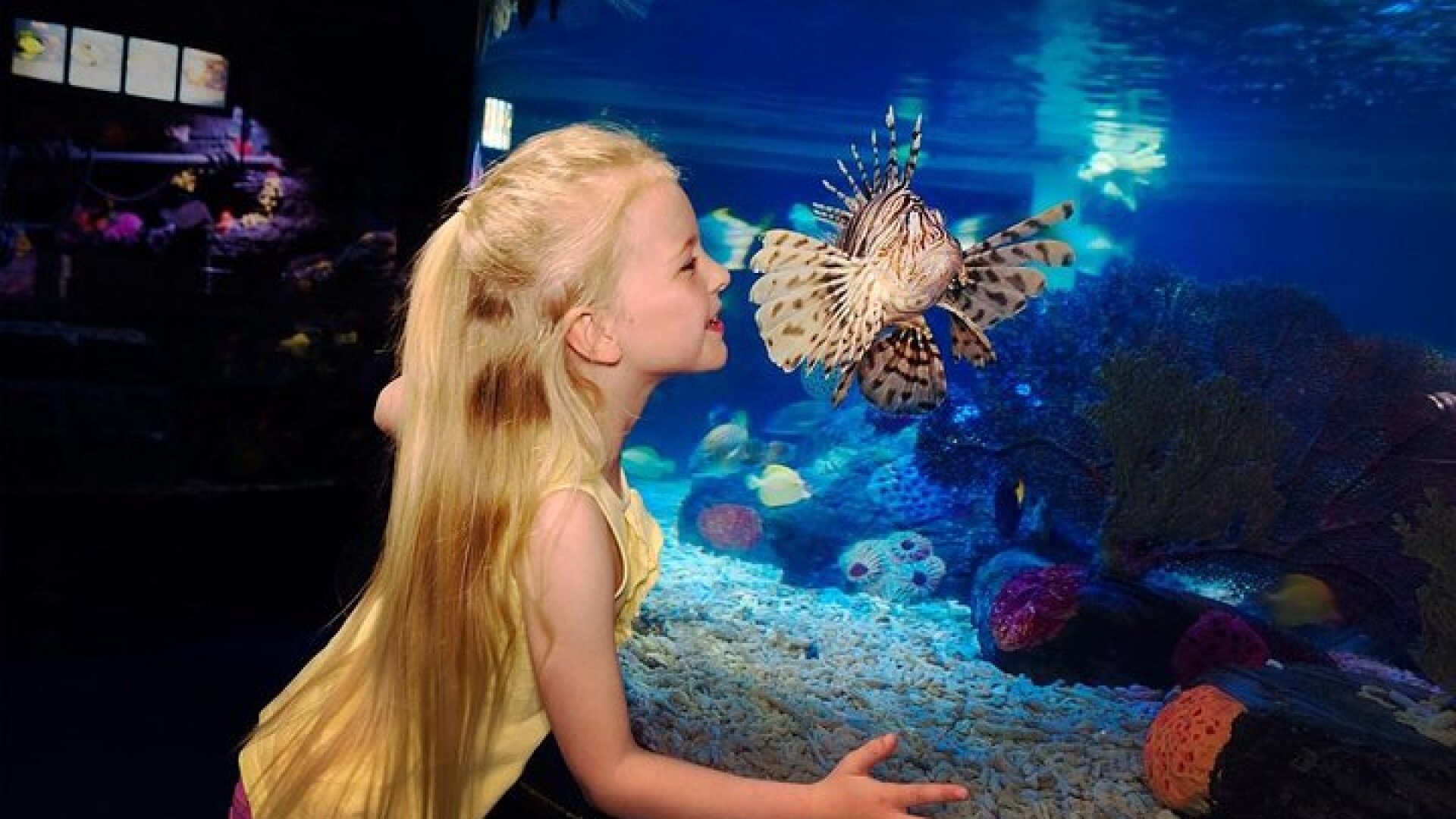 SEA LIFE Great Yarmouth General Admission